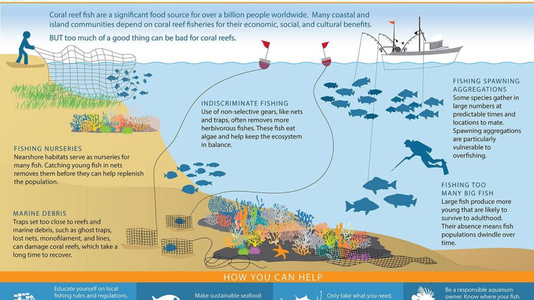 How Do Rising Sea Levels Affect Coral Reefs? Understanding the Risks of ...