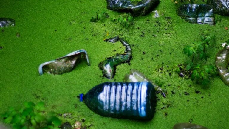 How Does Rising Sea Levels Affect Marine Life Exploring The Impact Of