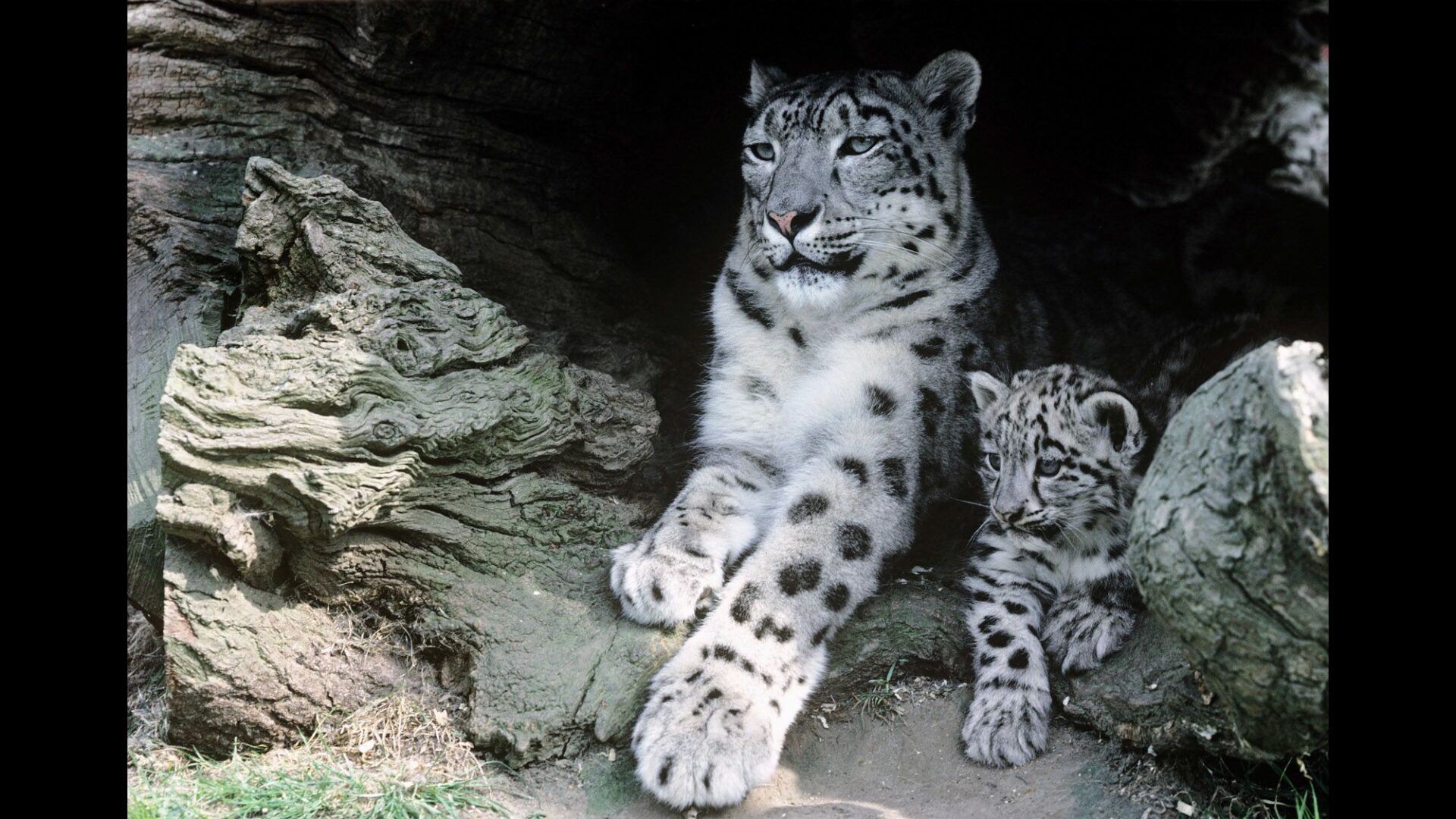 What Is the Climate of the Taiga? The Boreal Forest’s Chilly Climate